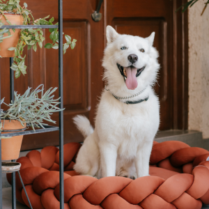 Handmade Pet Bed