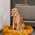 Pet Medium Bed