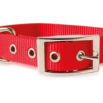 Nylon Dog Collar 1"