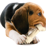MEAT BONE FOR DOG