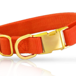 Dog collar with 'Gold' type hardware radiance