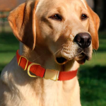 Dog collar with 'Gold' type hardware radiance